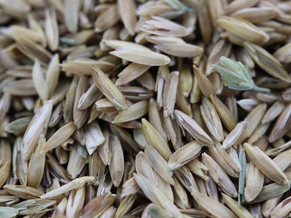 1626086686249813.jpg 早熟禾1_副本.jpg