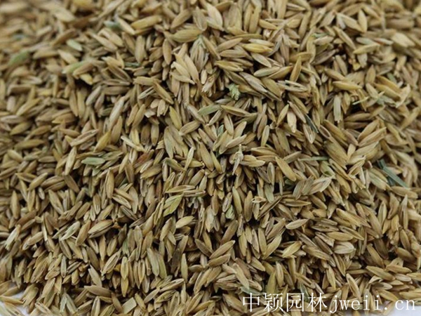 1626167038907960.jpg 早熟禾種子7_副本.jpg