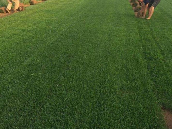 1626168527672749.jpg 早熟禾種子5_副本.jpg