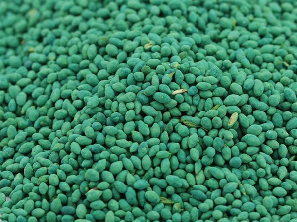 1626169255849217.jpg 早熟禾種子15_副本.jpg