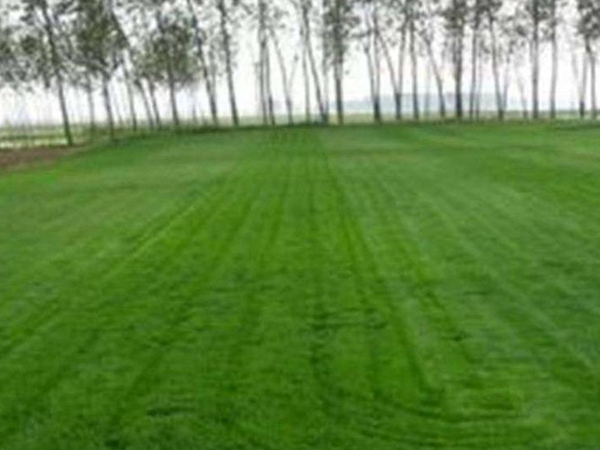 1626169551585313.jpg 早熟禾種子3_副本.jpg