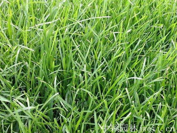 1626219005498348.jpg 早熟禾種子10_副本.jpg