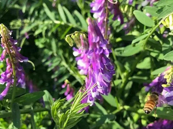 1626263329424520.jpg 毛苕子4_副本.jpg