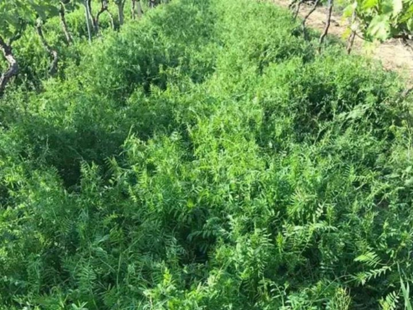 1626263337552271.jpg 毛苕子5_副本.jpg