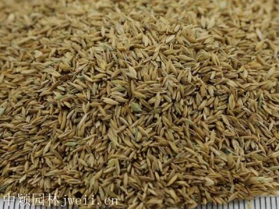 草地早熟禾種子多少錢一斤？