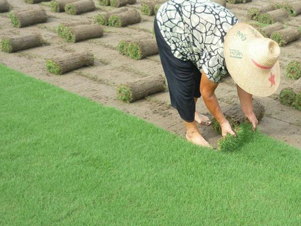 1626404627575179.jpg 早熟禾32_副本.jpg