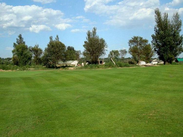 1626404673483183.jpg 早熟禾39_副本.jpg