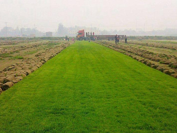 1626404684617706.jpg 早熟禾包衣種子 25_副本.jpg