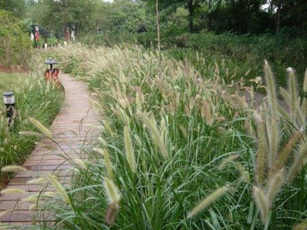 1627441031915945.jpg 狼尾草6.jpg