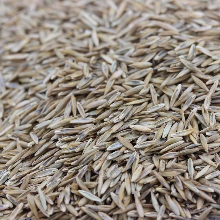 1627557215336438.jpg 高羊茅9.jpg