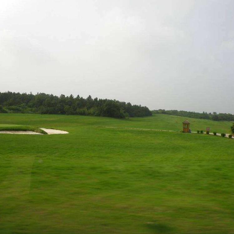 1627557246252354.jpg 高羊茅5.jpg