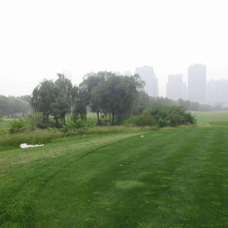 1627557249978606.jpg 高羊茅6.jpg