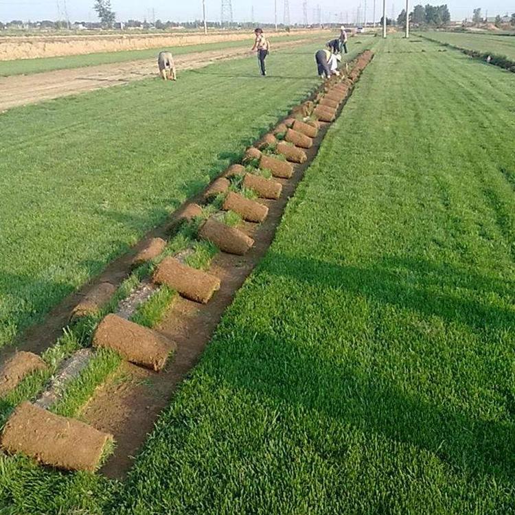 1627557253105618.jpg 高羊茅8.jpg