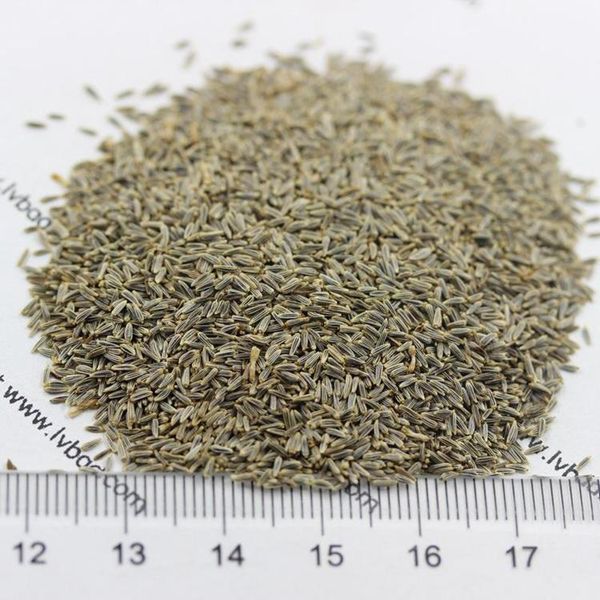 1627558783229929.jpg 大濱菊6_副本.jpg