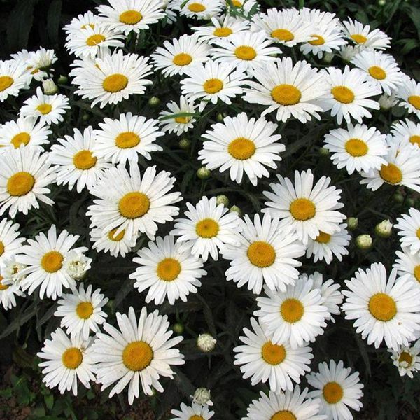 1627558805270648.jpg 大濱菊3_副本.jpg