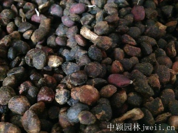 1628392017563603.jpg 紫玉蘭種子1.jpg