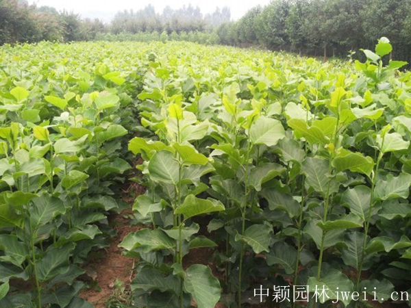 1628392050994102.jpg 紫玉蘭種子3.jpg