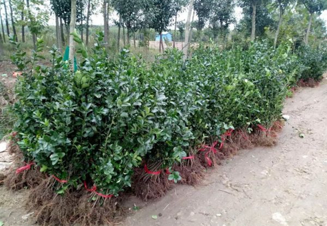 1628663054990178.jpg 大葉黃楊2.jpg