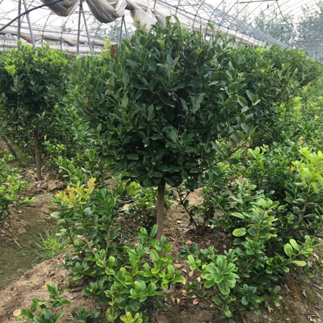 1628663095750161.jpg 大葉黃楊9.jpg