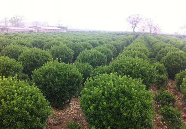 1628663116487122.jpg 大葉黃楊14.jpg