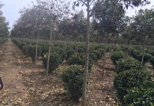 1628663134782463.jpg 大葉黃楊16.jpg