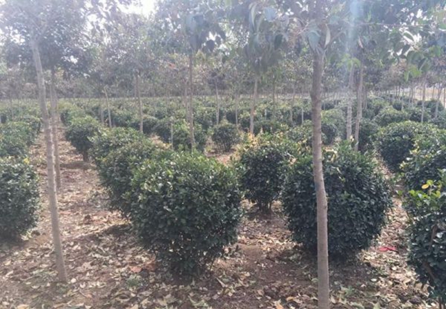 1628663140293233.jpg 大葉黃楊17.jpg