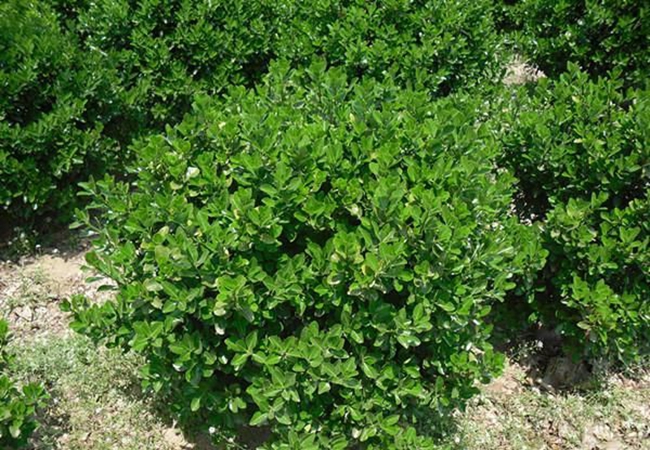 1628663157259317.jpg 大葉黃楊20.jpg