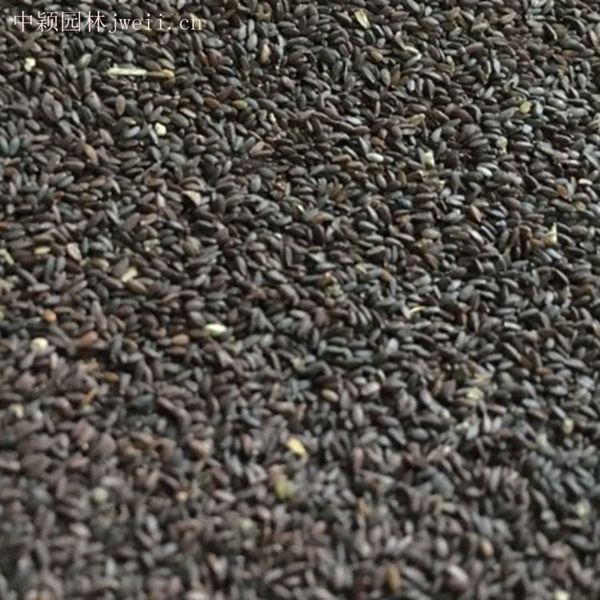 1628852752304304.jpg 芳香鼠尾草3_副本.jpg