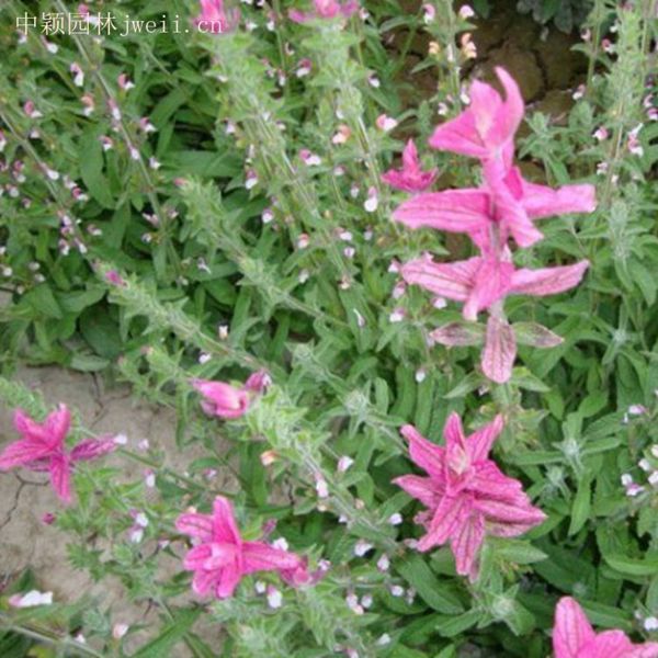 1628852797368476.jpg 芳香鼠尾草5_副本.jpg