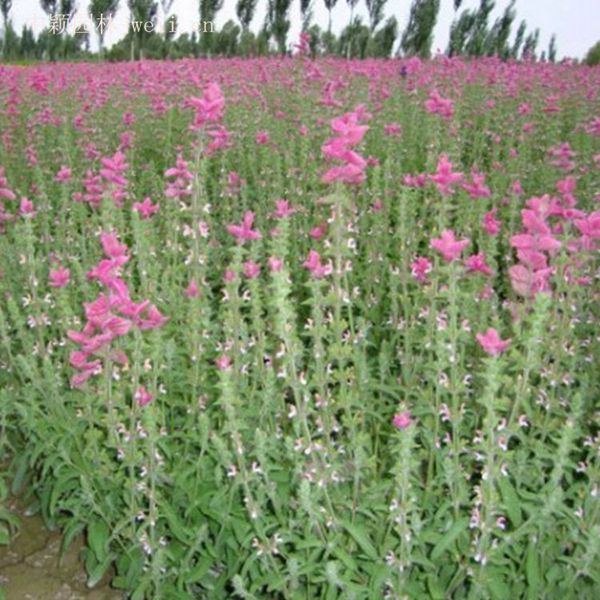 1628852801566636.jpg 芳香鼠尾草6_副本.jpg