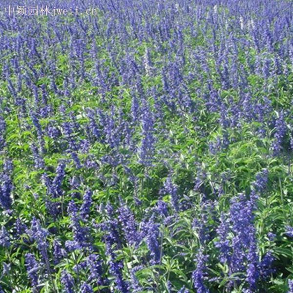 1628852809223648.jpg 芳香鼠尾草9_副本.jpg