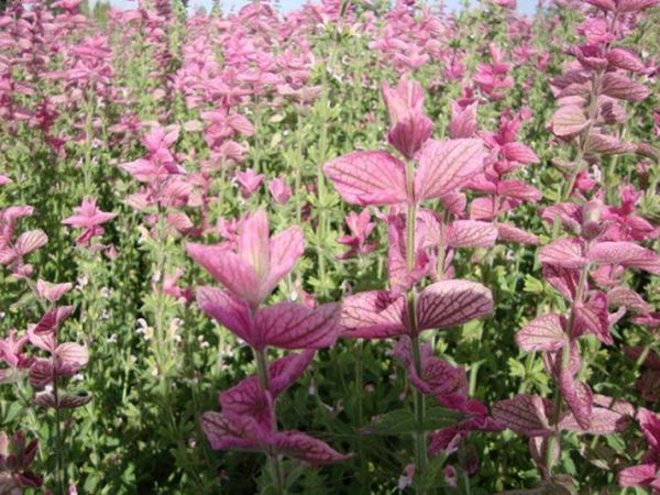 1628852825665553.jpg 鼠尾草3.jpg