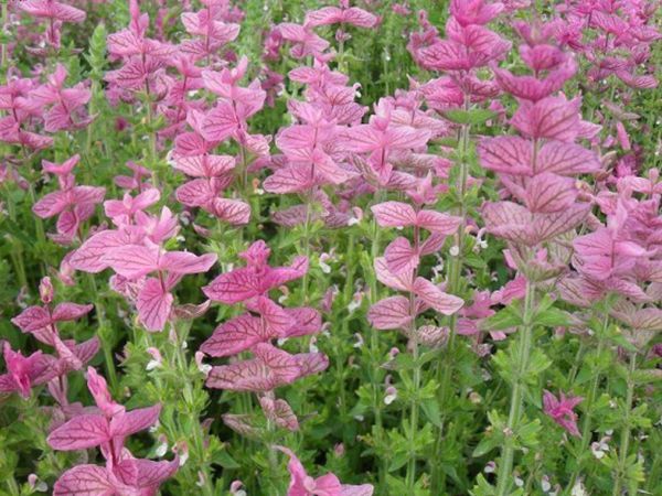 1629021635153106.jpg 鼠尾草1.jpg