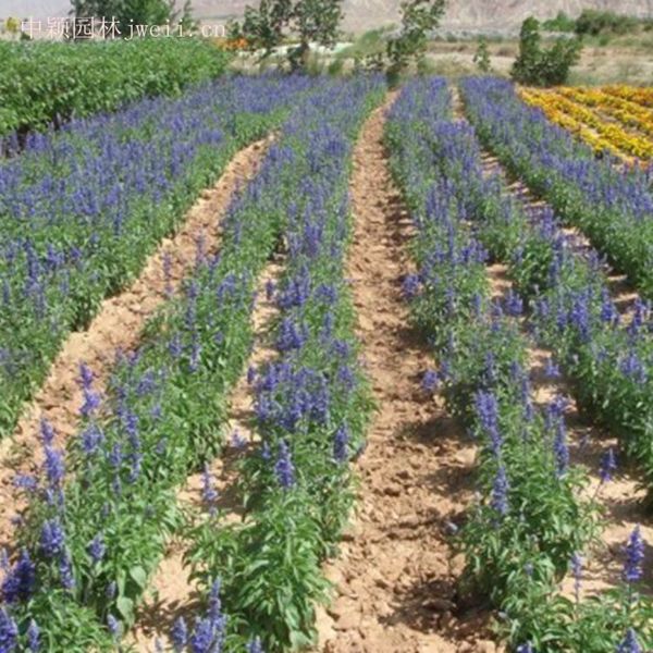 1629021708410348.jpg 芳香鼠尾草11_副本.jpg