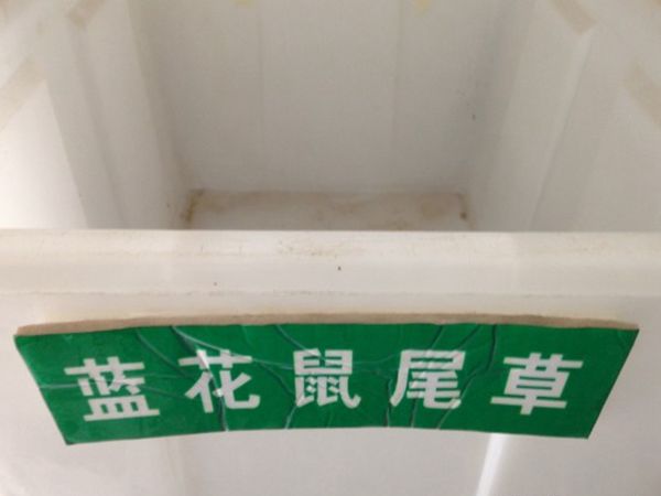 1629111502735941.jpg 鼠尾草種子9.jpg