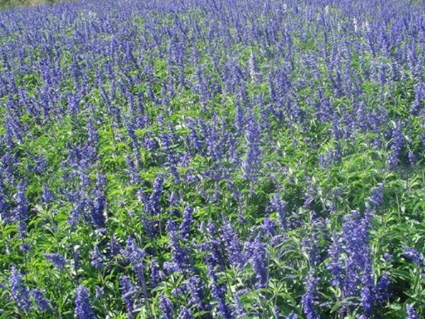 1629111533962388.jpg 鼠尾草圖2.jpg