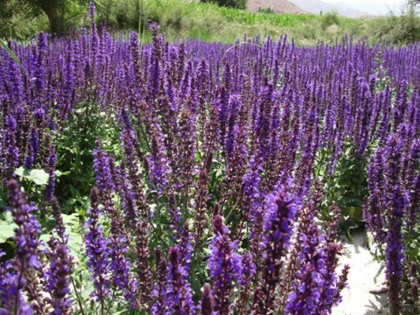 1629111541582559.jpg 鼠尾草圖3.jpg