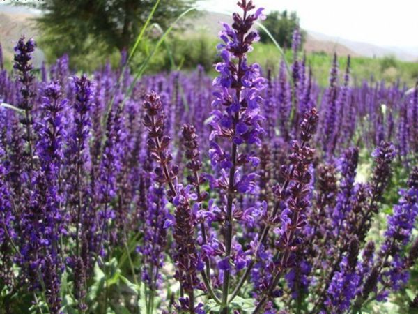 1629111548704146.jpg 鼠尾草圖4.jpg