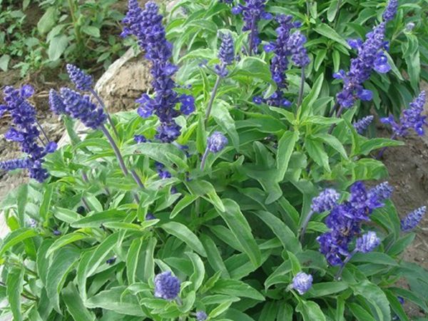 1629111555237852.jpg 鼠尾草圖5.jpg