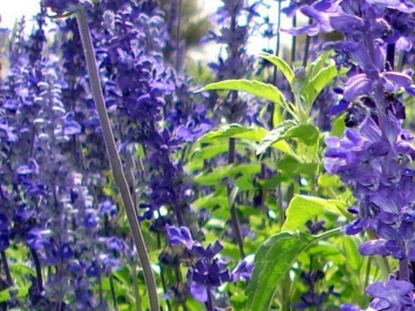 1629111569351545.jpg 鼠尾草圖7.jpg