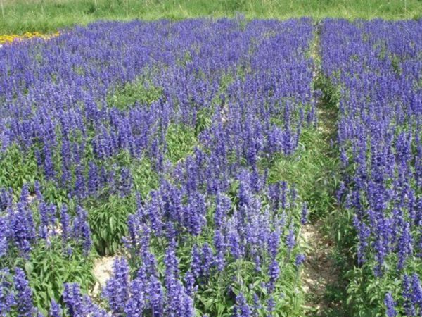 1629193288415476.jpg 鼠尾草圖1.jpg