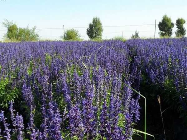 1629195681949092.jpg 鼠尾草圖.jpg