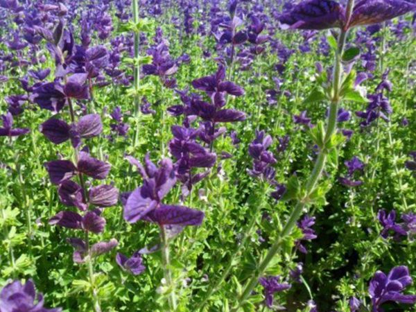 1629195753138125.jpg 鼠尾草圖6.jpg