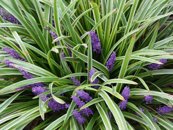 1629806692401364.jpg 金邊麥冬.jpg