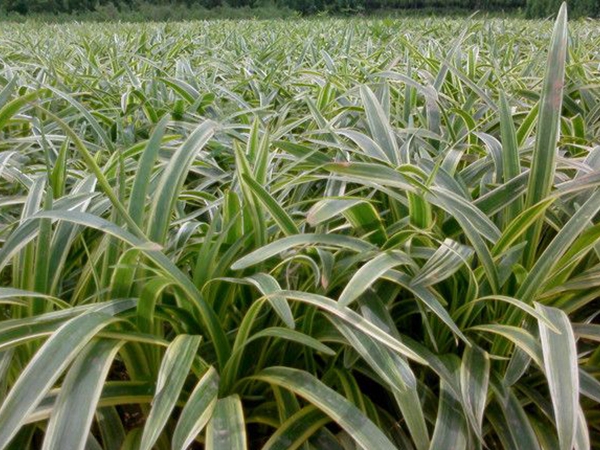 1629806729126892.jpg 金邊麥冬6.jpg