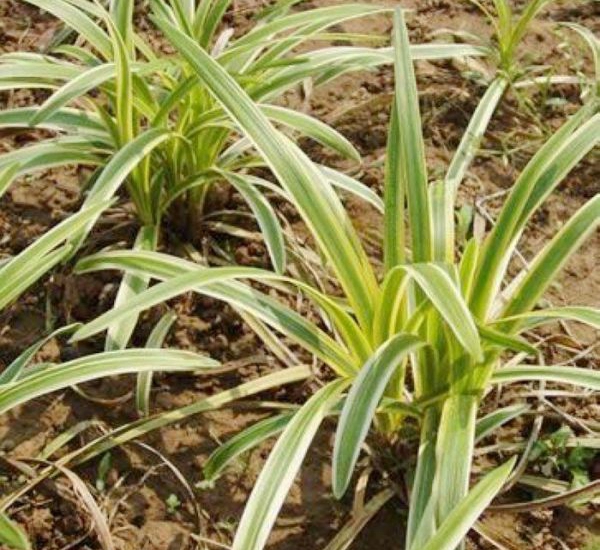 1629806732541725.jpg 金邊麥冬1.jpg