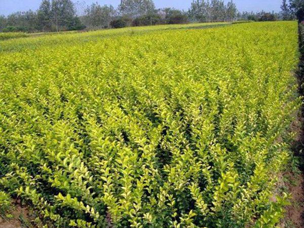 1630056787244041.jpg 金葉女貞1.jpg