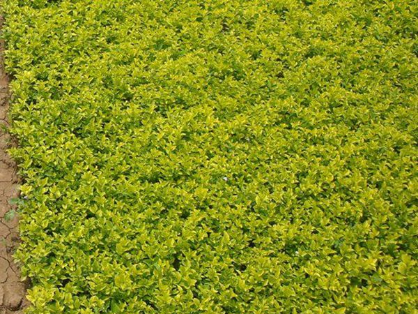 1630056803664556.jpg 金葉女貞3.jpg