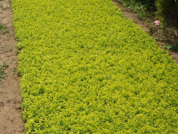 1630056807363557.jpg 金葉女貞4.jpg