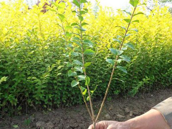 1630056822675302.jpg 金葉女貞7.jpg